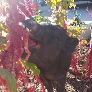 Meet your Posher, Amber